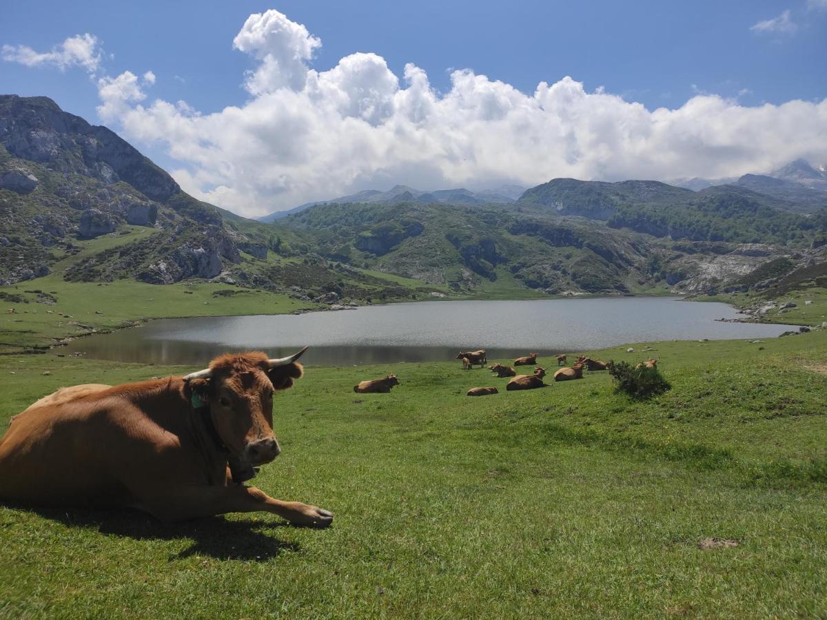 Apartamentos Rurales La Caviana Cangas de Onis Bagian luar foto